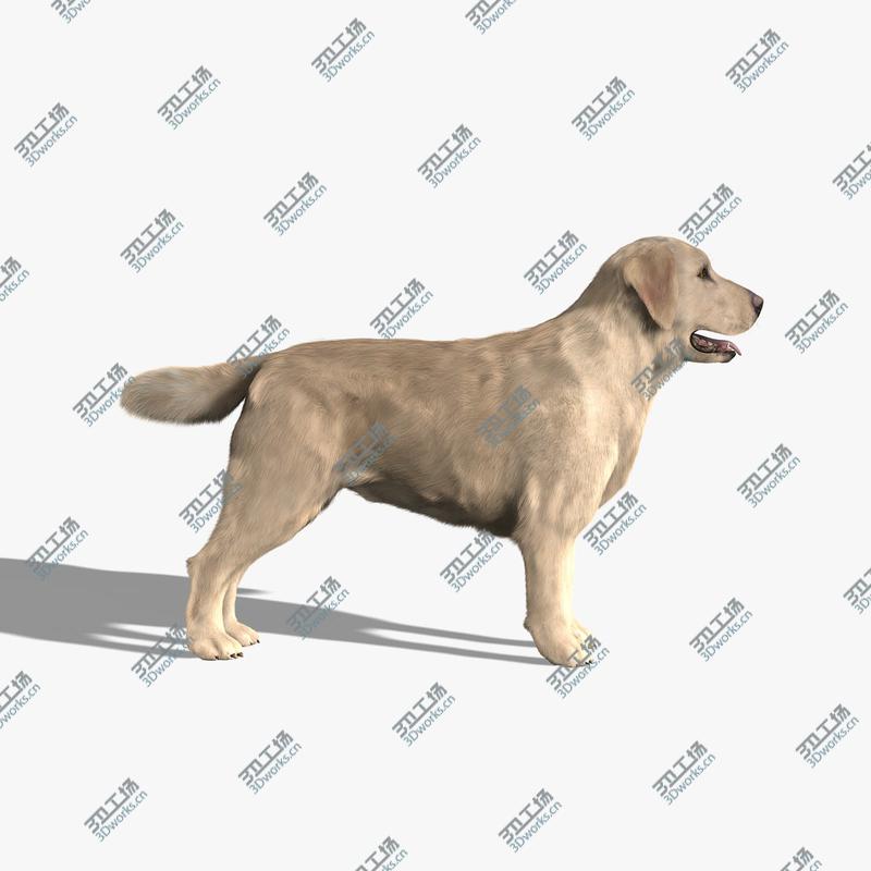 images/goods_img/202104022/Labrador Retriever (FUR)/5.jpg